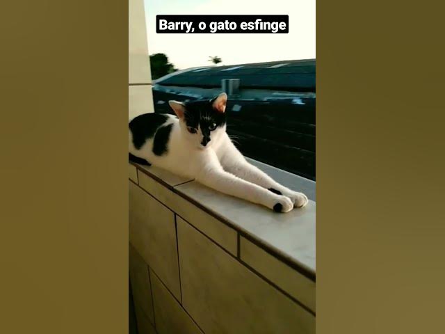 Video thumbnail for Barry fazendo cosplay da esfinge do Egito. #cats #gatos #esfinge #gatosengraçados #fofos #shorts