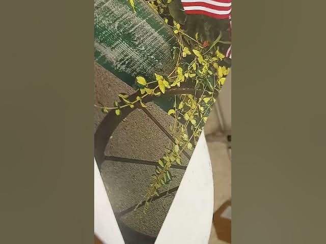 Video thumbnail for December 29, 2024