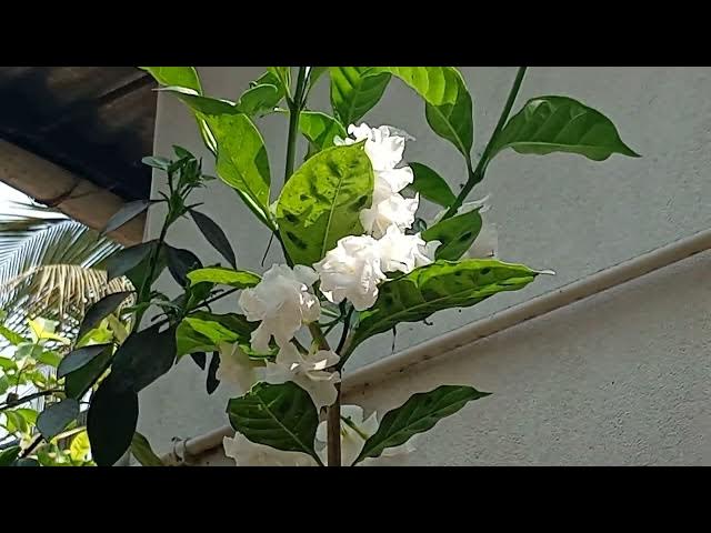 Video thumbnail for Our flower tree has some white flowers, but I don't know the name of this flower.