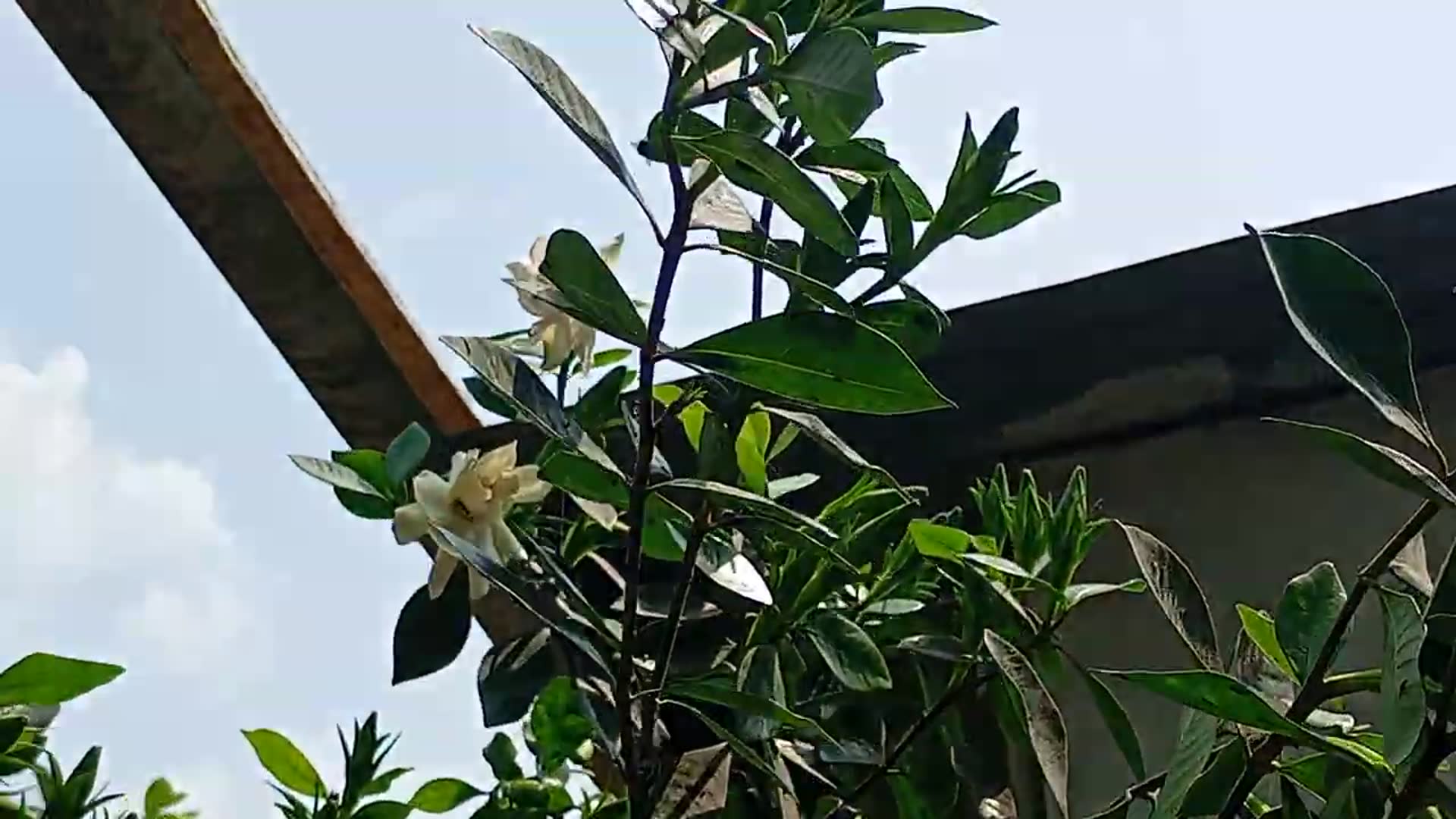 Video thumbnail for Our flower tree has some white flowers, but I don't know the name of this flower.