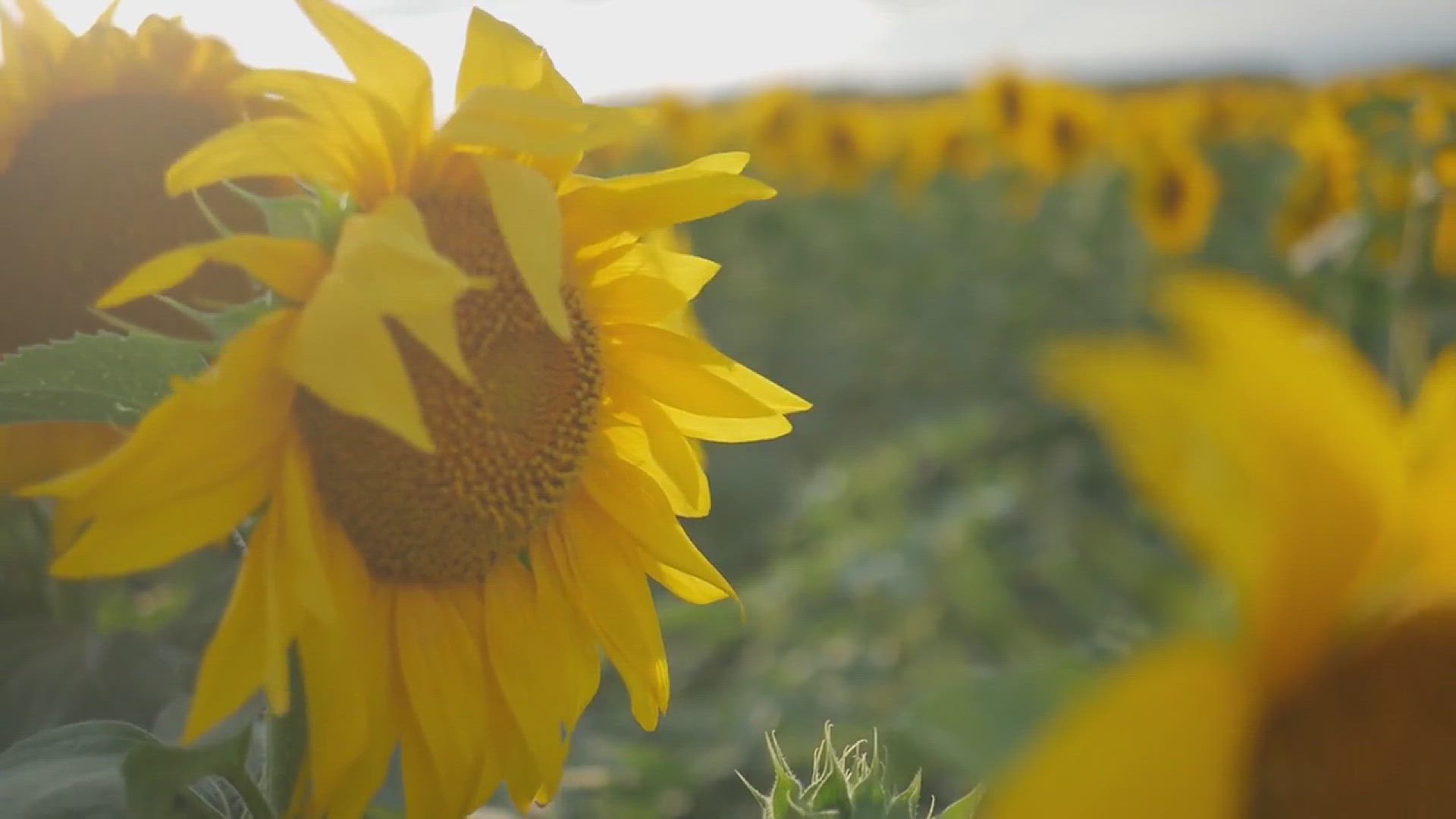 'Video thumbnail for Types of Sunflowers for Your Garden'