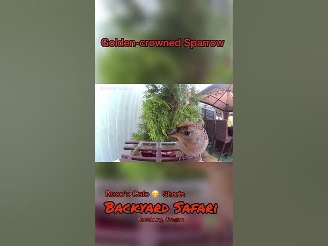 Video thumbnail for Backyard Safari - Shorts #birdwatching