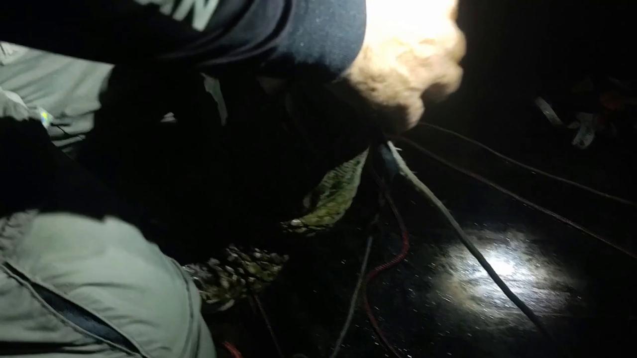 Video thumbnail for Brazil: Researchers monitor wildlife in Rio de Janeiro amid habitat loss.