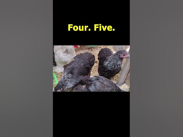 Video thumbnail for Bantam Cochin Babies Sept 15, 2022 #Shorts