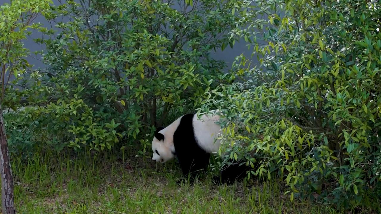 Video thumbnail for China: China to send pair of giant pandas to US.