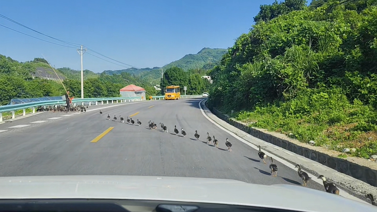 Video thumbnail for Ducks March in Perfect Line Across Road in China