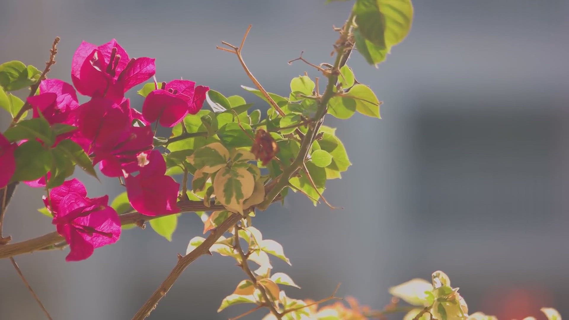 'Video thumbnail for Shade garden ideas'