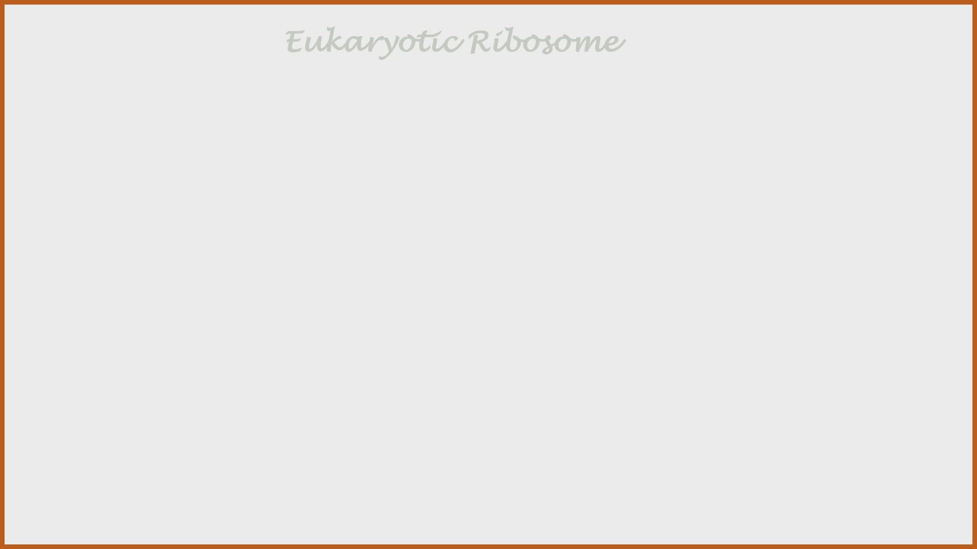 'Video thumbnail for Prokaryotic & Eukaryotic Ribosome'