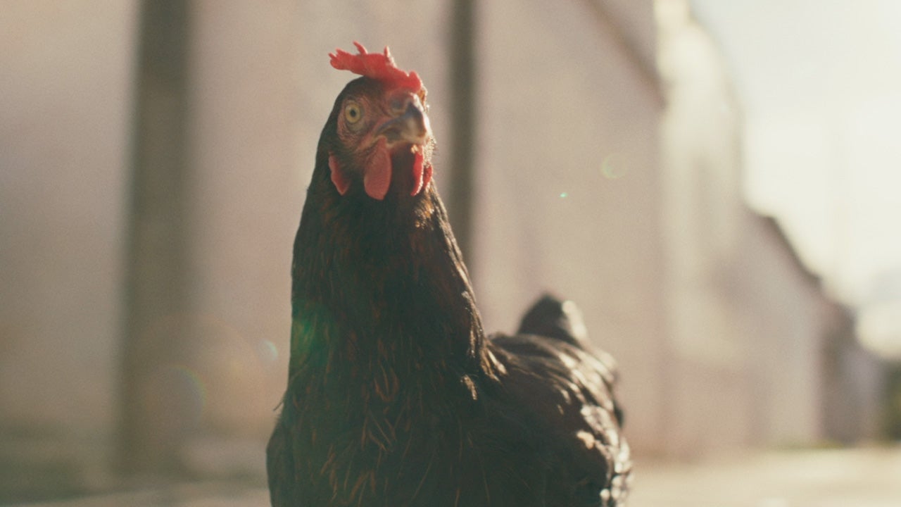 Video thumbnail for Hen - Official Trailer