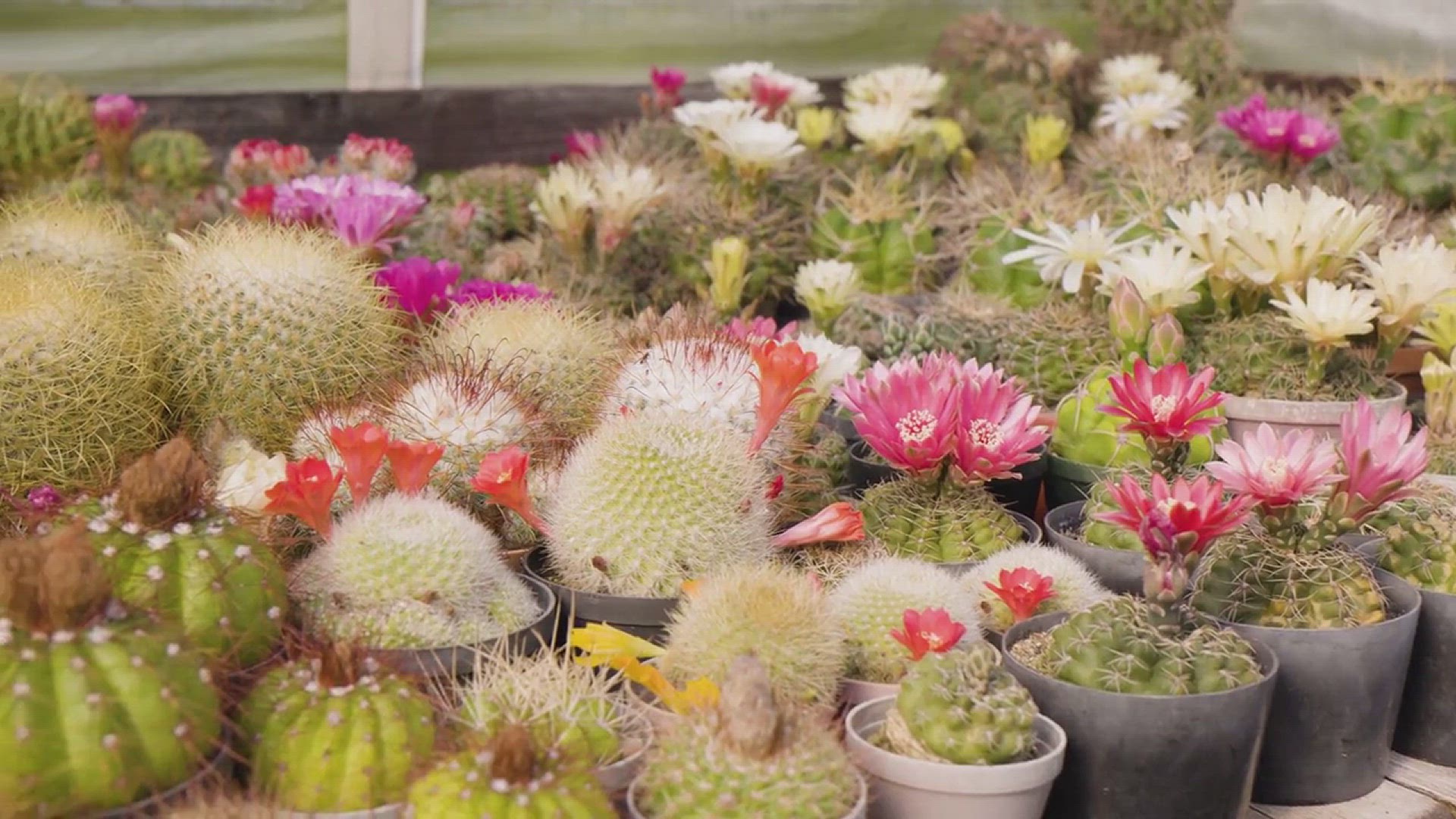 'Video thumbnail for Succulent garden ideas'
