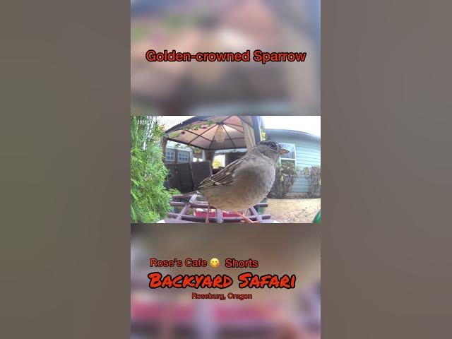 Video thumbnail for Backyard Safari - Shorts #birdwatching