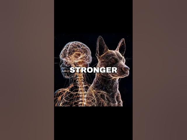 Video thumbnail for The World of Paws German Shepherds