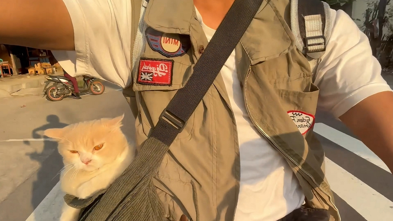 Video thumbnail for Cat Relaxing in Sling Bag During Afternoon Walk in North Lombok