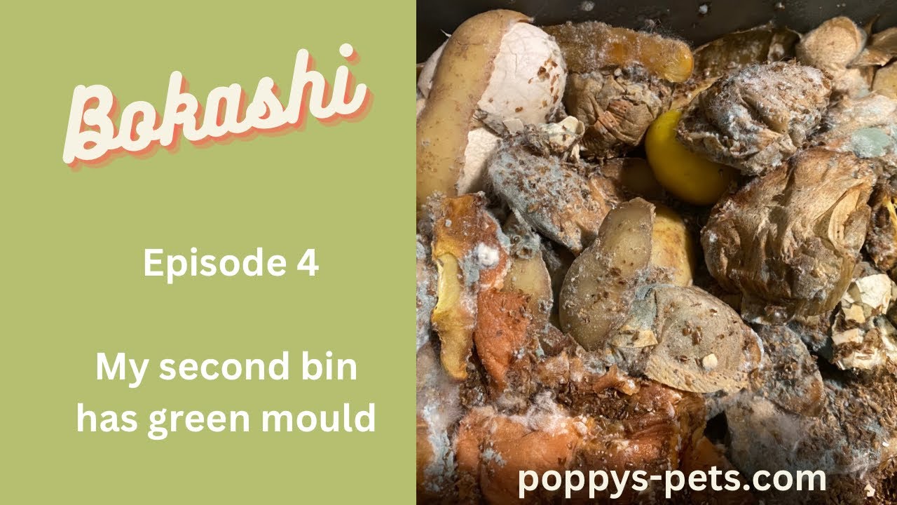 'Video thumbnail for Episode 4: Why Has my Bokashi Content Turned Green?'