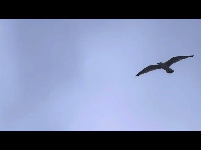 Video thumbnail for Sea mist in lytham Saint Annes