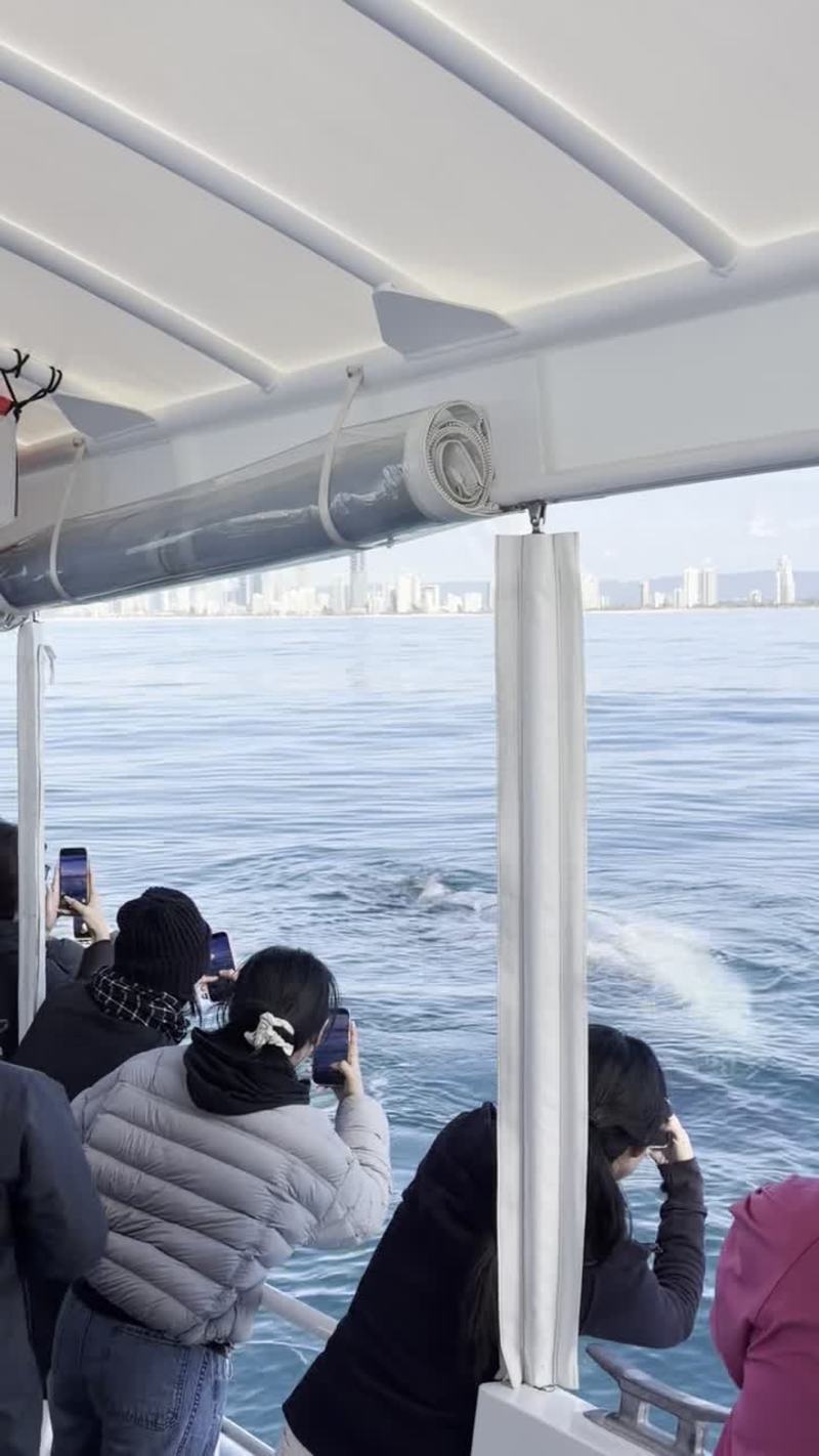 Video thumbnail for Playful Humpback Whale Beside a Gold Coast Cruise Boat