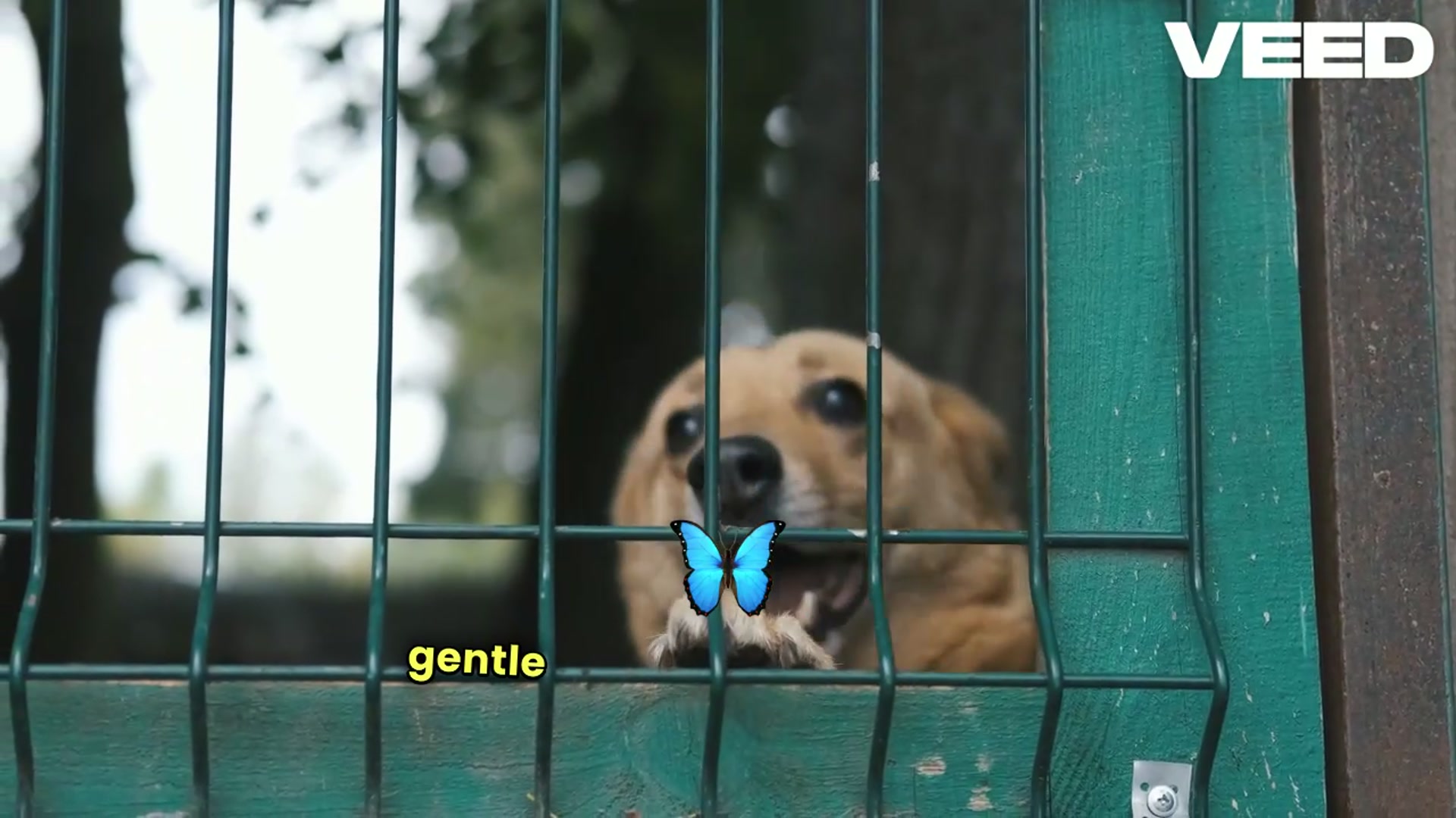 'Video thumbnail for PetSafe Outdoor Bark Control Devices'