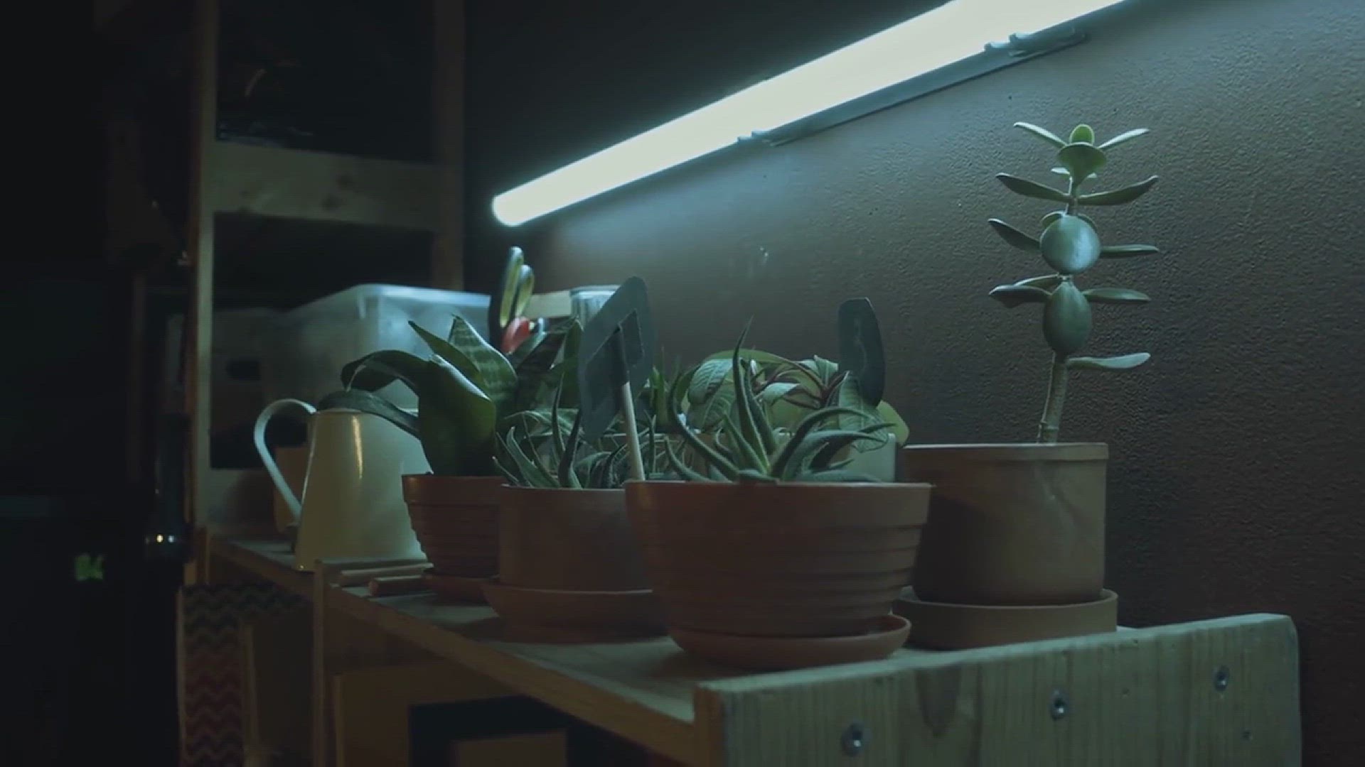 'Video thumbnail for Succulent Plant Gardening Ideas'