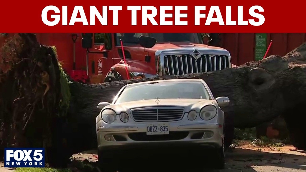 Video thumbnail for Giant tree crashes down in Queens