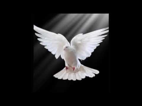 Video thumbnail for At Last The Young Dove Flies