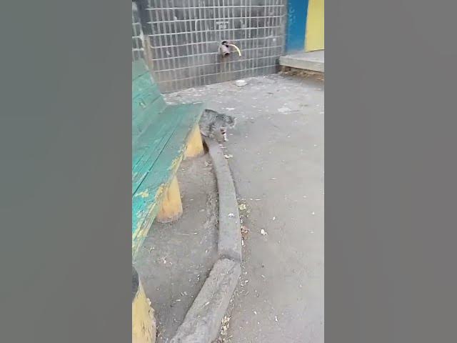 Video thumbnail for Adorable cat😘😍🥰#shorts