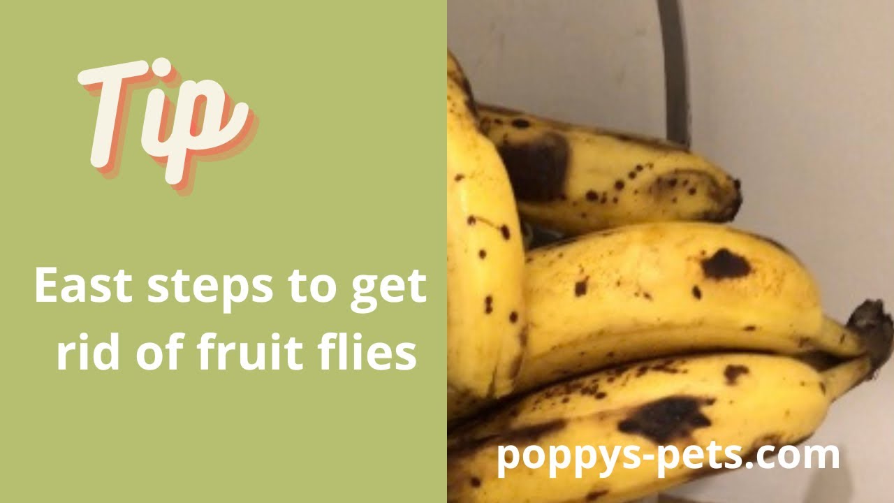 'Video thumbnail for Quick Tip: Has Your Over Ripe Soft Fruit Got Fruit Flies?'