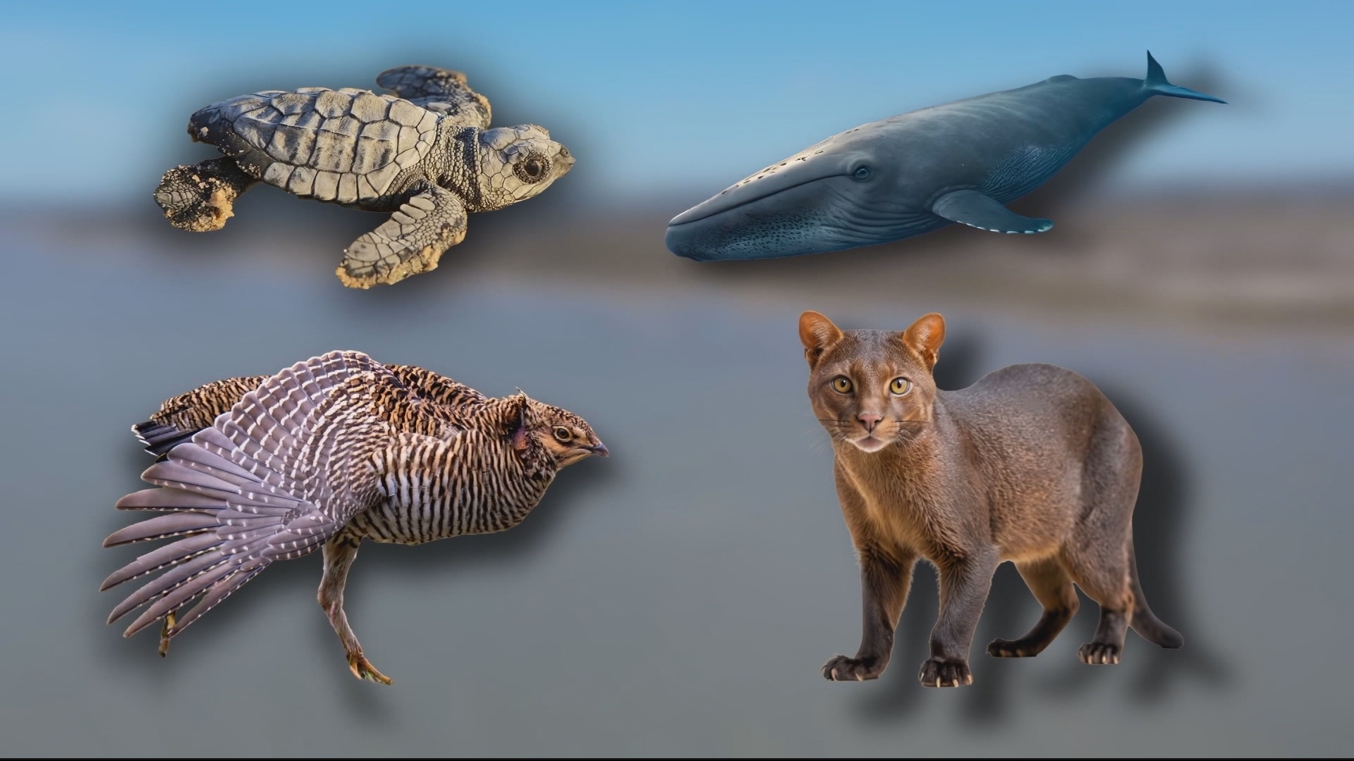 Video thumbnail for Concerns over US wildlife: Executive order by Trump triggers extinction fears