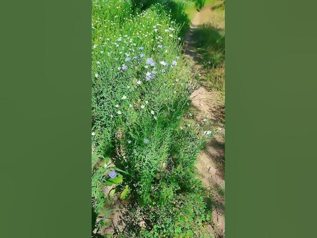 Video thumbnail for apna dimag lagaya aur comment mein bathaye kaun sa ped hai