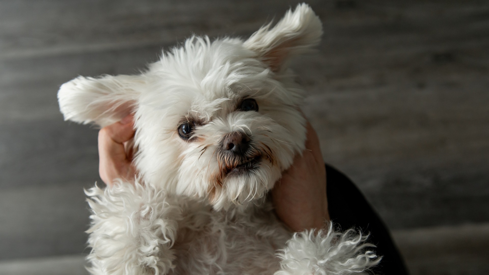 Video thumbnail for These Dog Breeds Thrive In Apartments