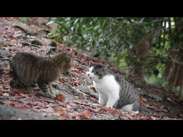 Video thumbnail for Top 5 Cat