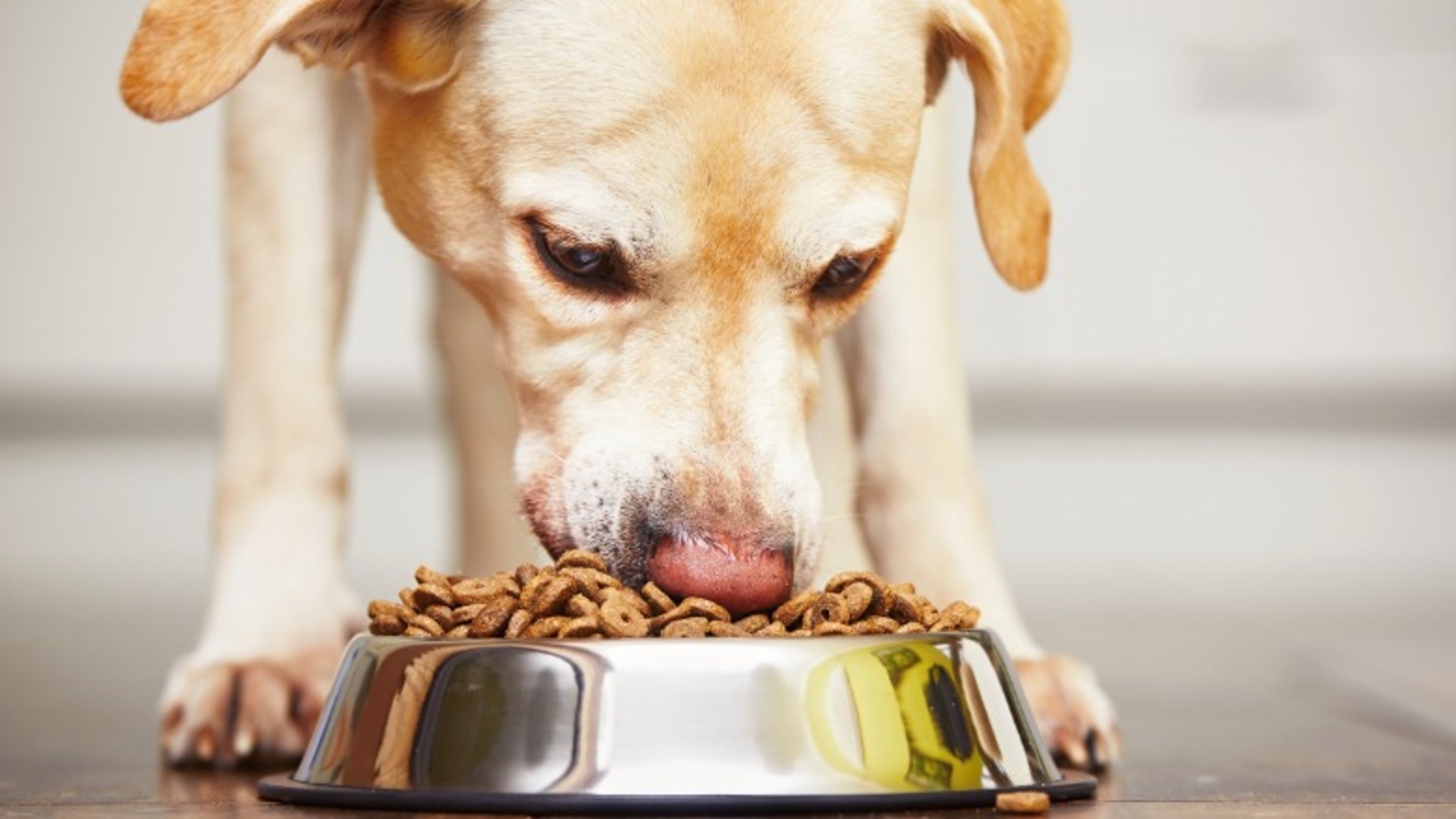 Video thumbnail for Does Your Dog Love Their Life? Look For These Signs