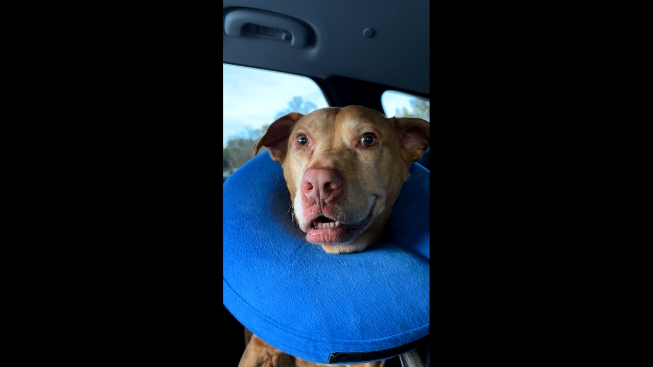 Video thumbnail for Dog’s Surprised Look in South Carolina