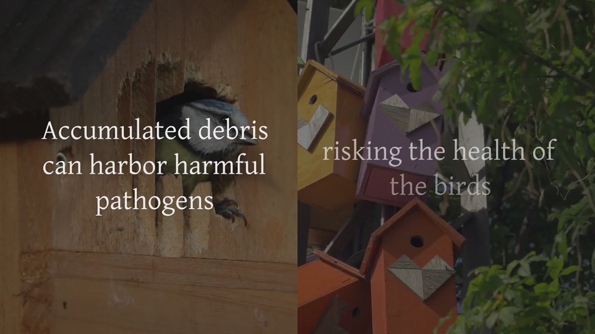 'Video thumbnail for How to Clean Out a Birdhouse Nest Box'