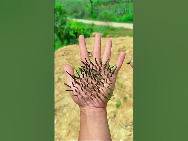 Video thumbnail for Survival Skills SMART idea and USEFUL in forest #bushcraft #camping #outdoors #survival 4