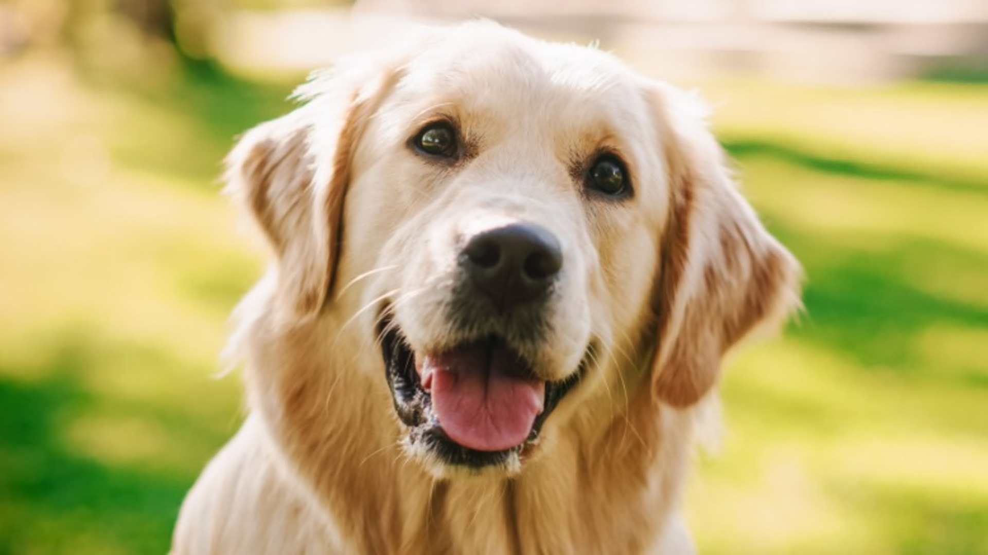 Video thumbnail for The Most Affectionate Dog Breeds That Love To Cuddle