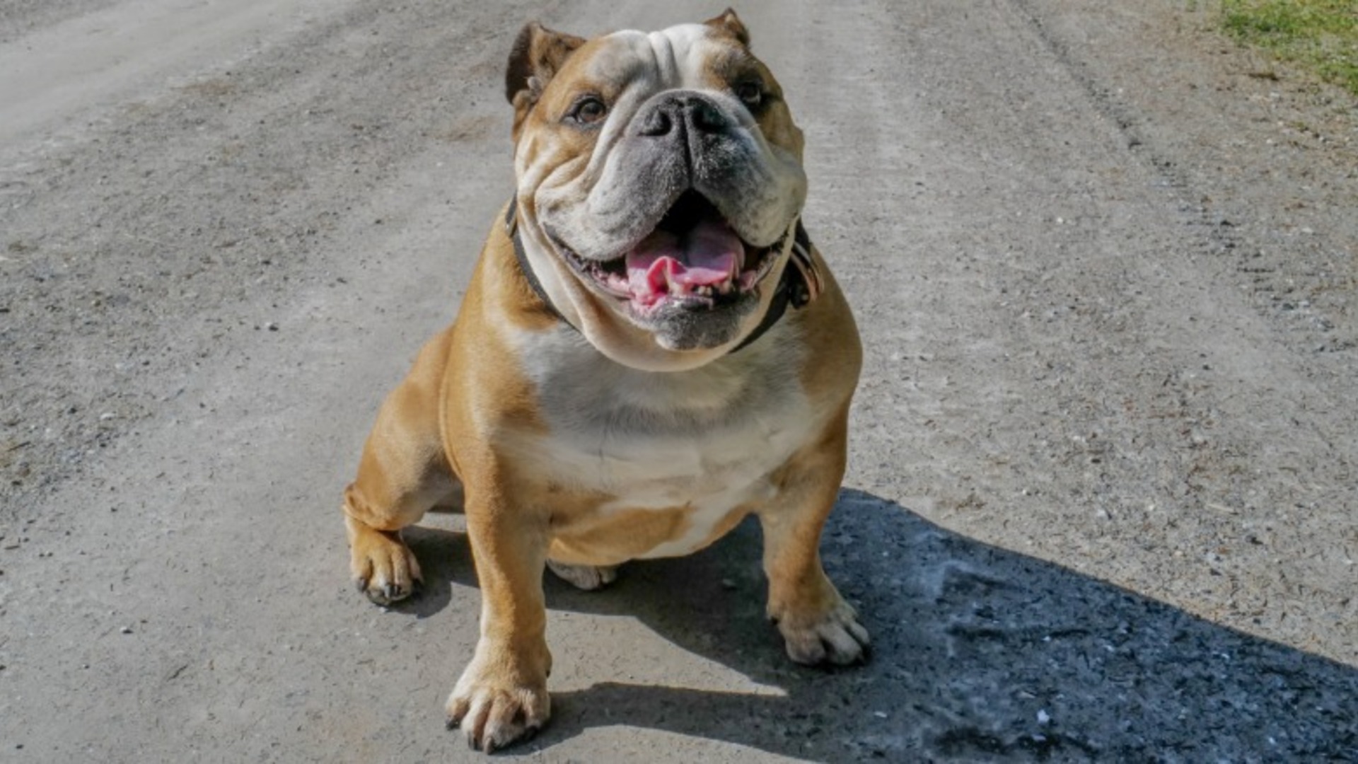 Video thumbnail for Are Bulldogs Good With Kids? What Families Should Know