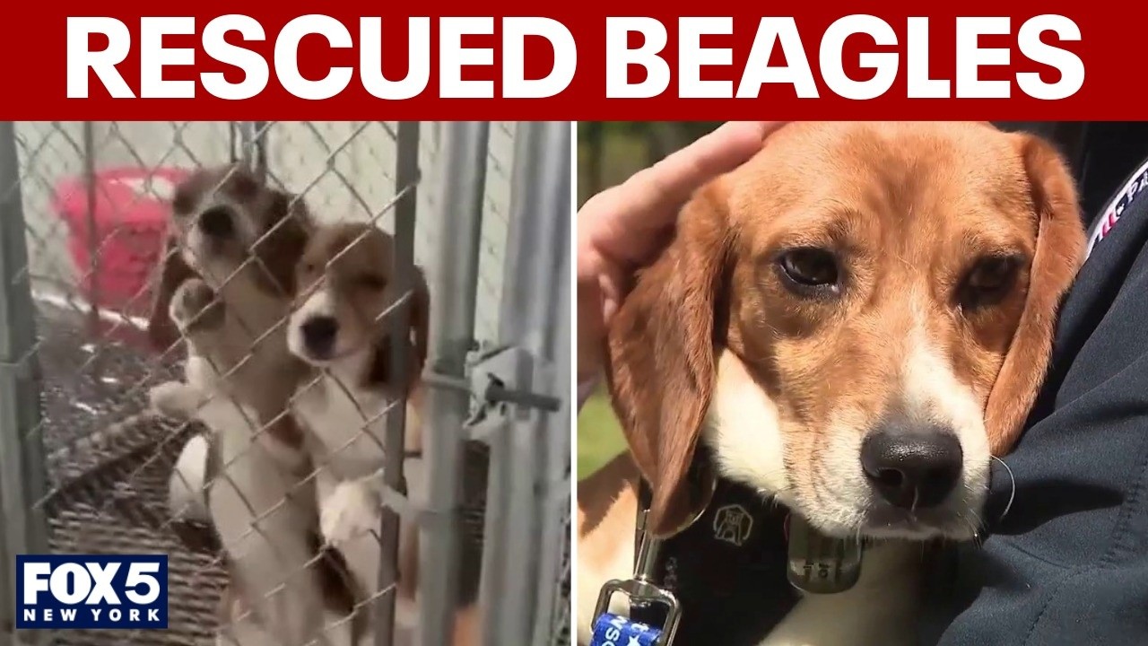 Video thumbnail for Beagles rescued from poor conditions