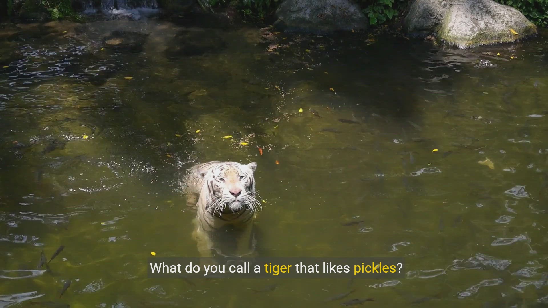 Video thumbnail for Funny cat jokes - Hilarious Cat Jokes to Brighten Your Day!