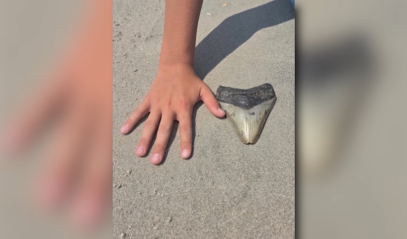 Video thumbnail for Family finds massive fossilized megalodon tooth in Sea Isle City