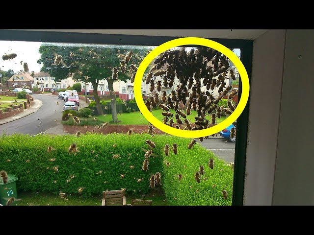 Video thumbnail for This Guy Woke Up To A Horrifying Sound. The Only Thing More Terrifying Is What It Was