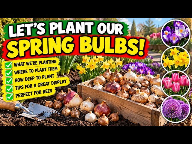 Video thumbnail for How to Plant Spring Bulbs in Autumn 🌷 | Daffodils, Tulips & Crocuses