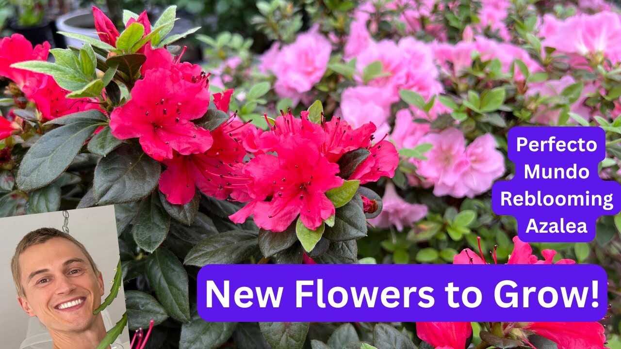 Video thumbnail for ReBlooming AZALEA Perfecto Mundo - Try this New Plant!