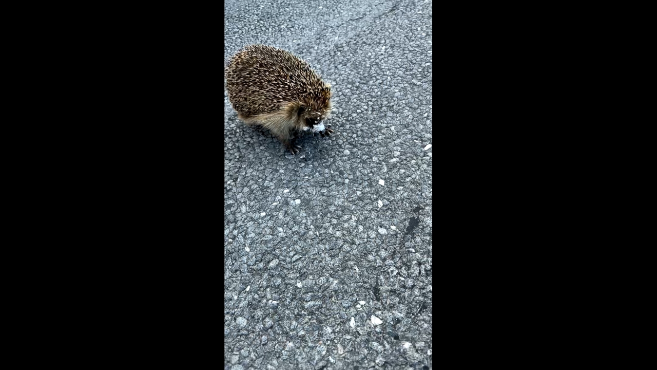 Video thumbnail for Hero Motorist Rescues Hedgehog Trapped in Plastic Cup