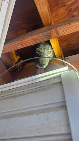 Video thumbnail for Firefighters rescue dog from attic crawlspace in Freeport