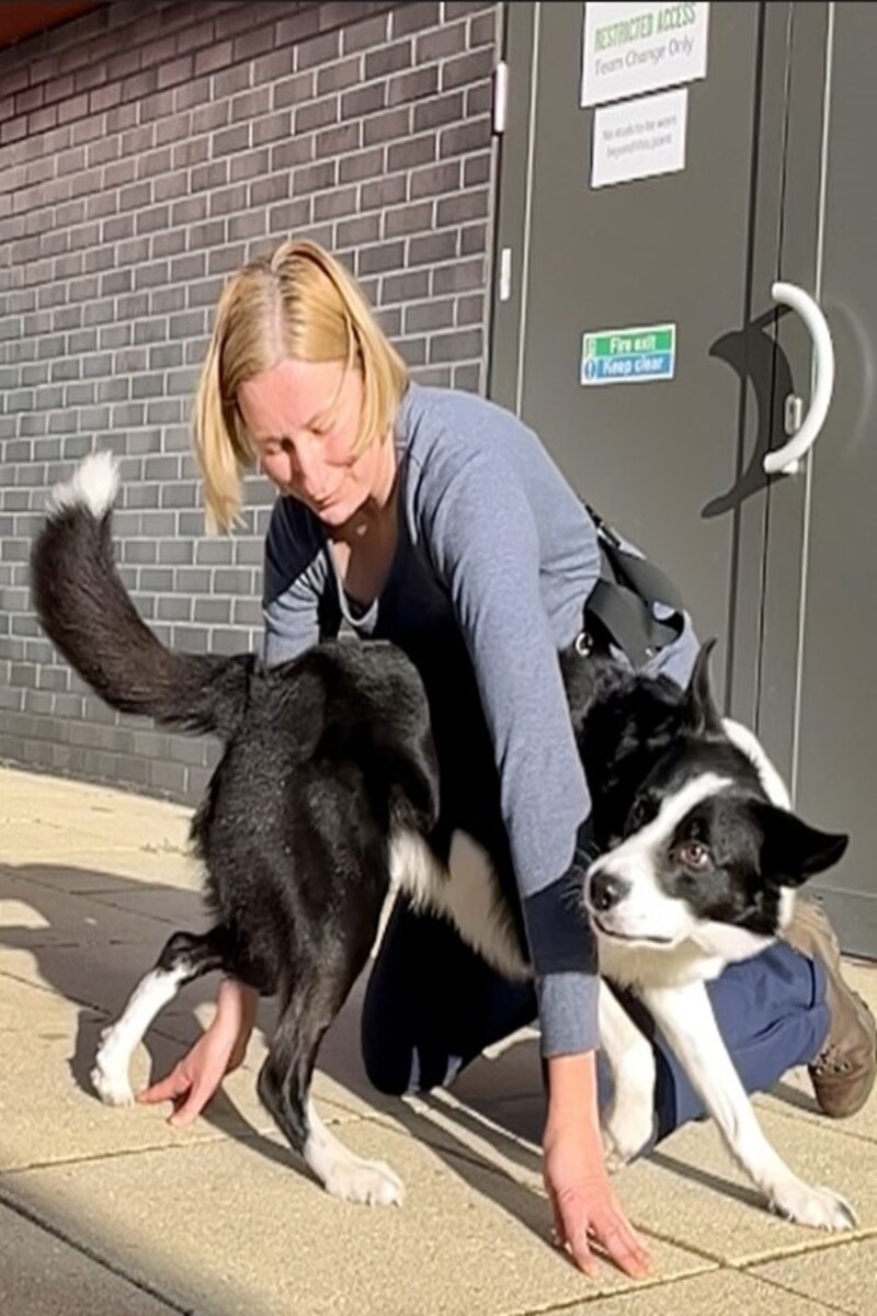 Video thumbnail for Most weaves through a person's arms by a dog in 30 seconds  31 by Olga Jones and Simba