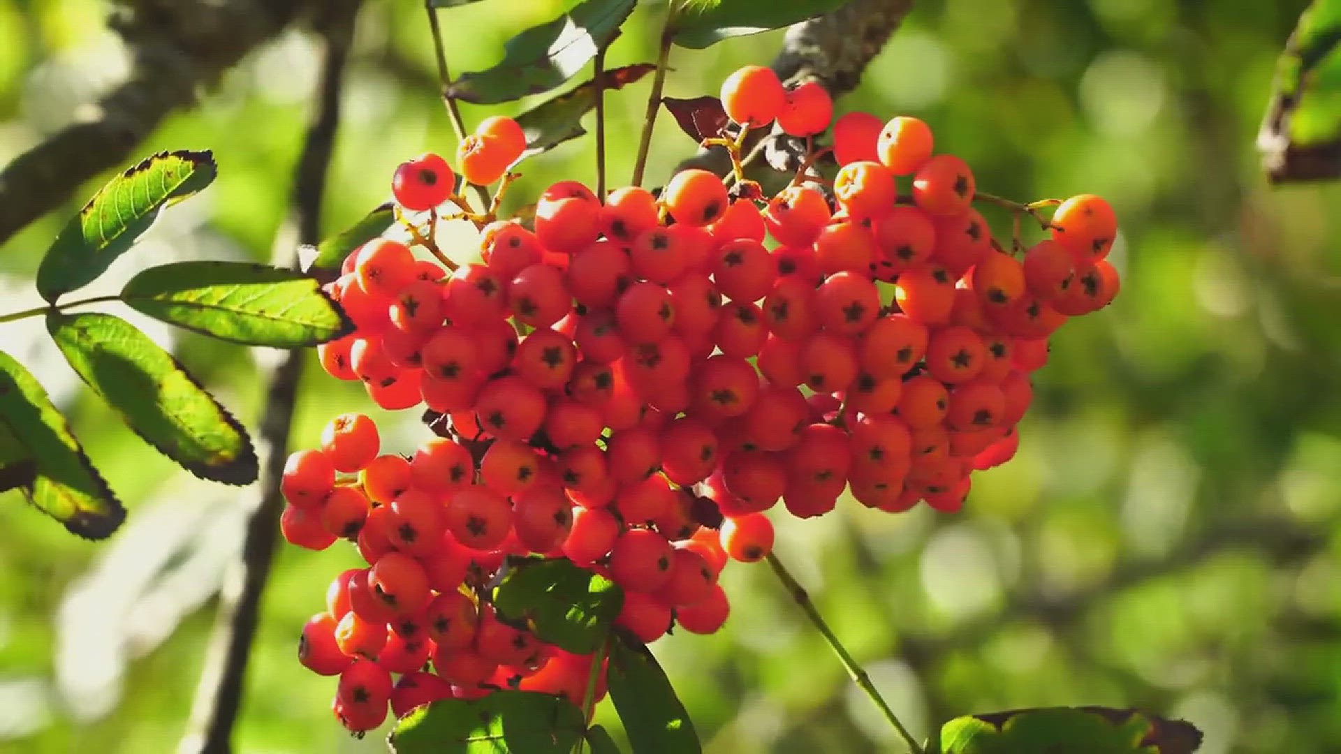 'Video thumbnail for How to Grow a Rowan Tree'