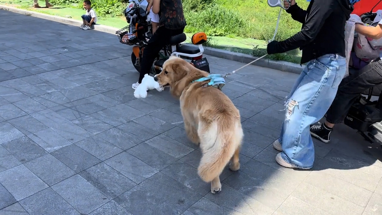 Video thumbnail for Golden Retriever Steals the Show at Party Game in China