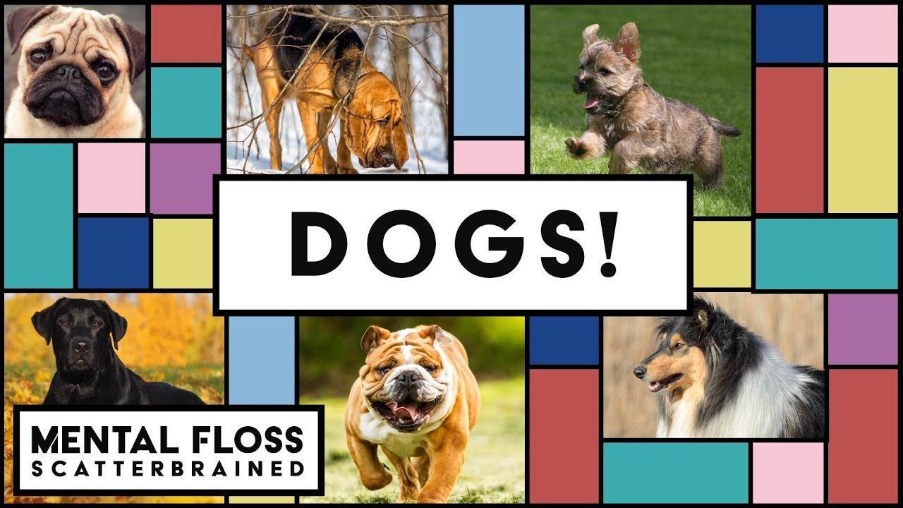 Video thumbnail for Dogs Can Smell Fear! And Other Dog Facts - Mental Floss Scatterbrained | Mental Floss