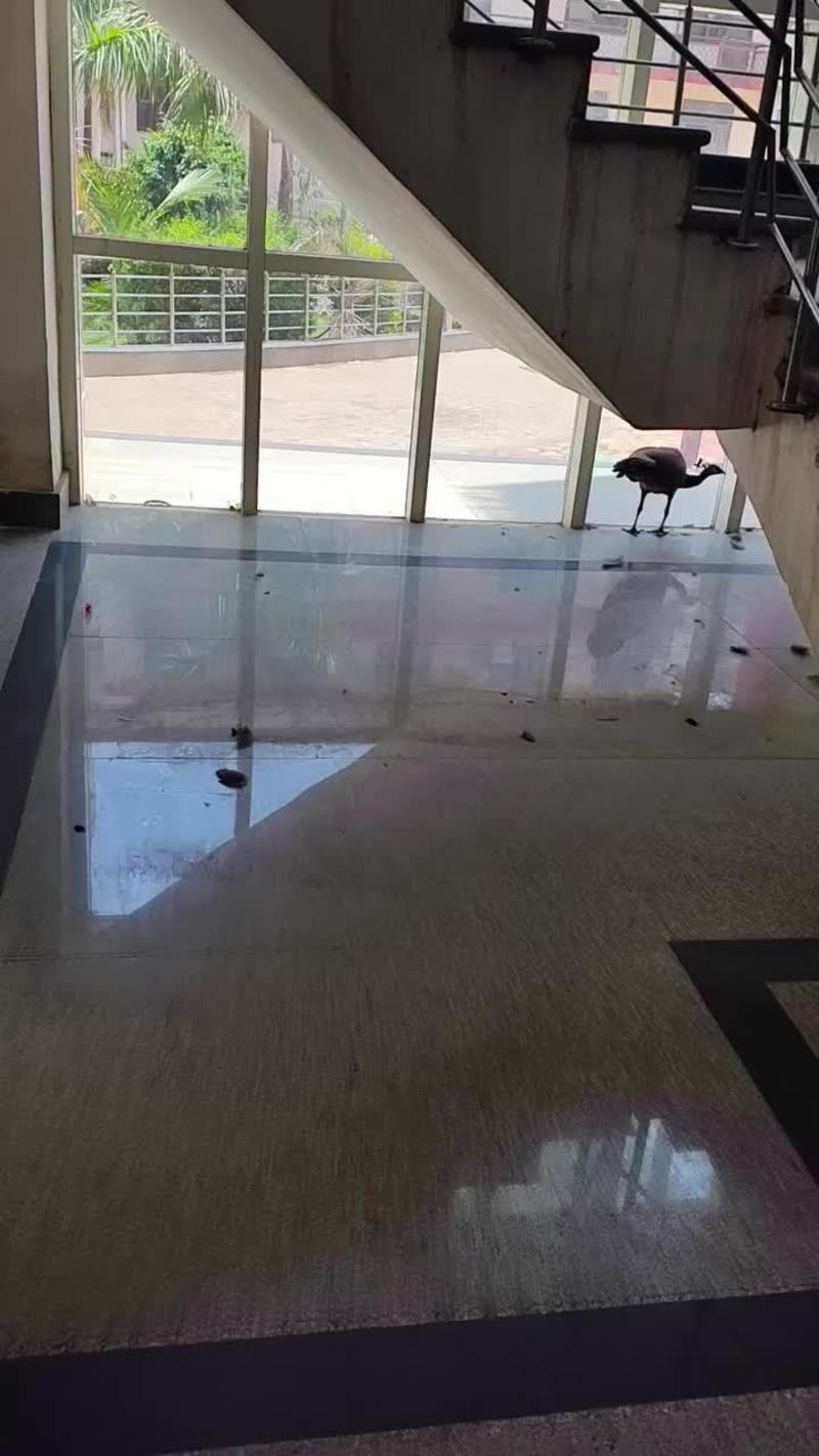 Video thumbnail for Six Trapped Peacocks Rescued from a Building Stairwell