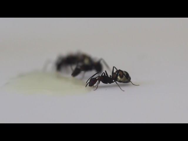 Video thumbnail for Camponotus Nicobarensis Comiendo - Time Lapse